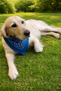 Bandana Doggo